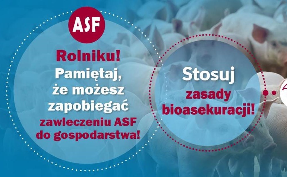ASF - przypominamy o zasadach bioasekuracji